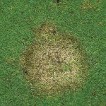 Fungicides for Tennis Courts