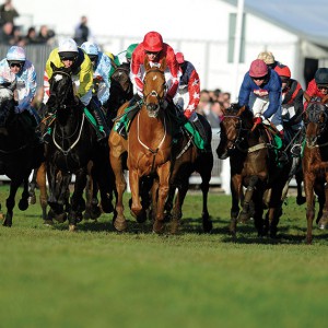 Grass Seed for Racecourses