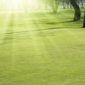 Grass Seed for Fine Turf