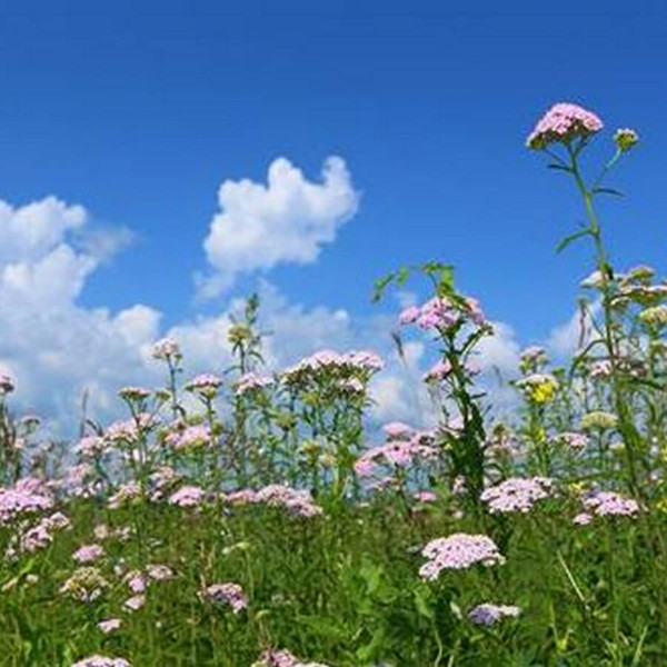 Acidic Soils 100 Wildflowers Rigby Taylor