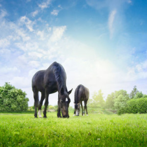Grass Seed for Paddocks
