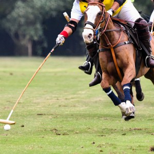 Grass Seed for Polo Pitches