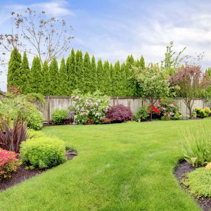 Drought Tolerant Grass Seed