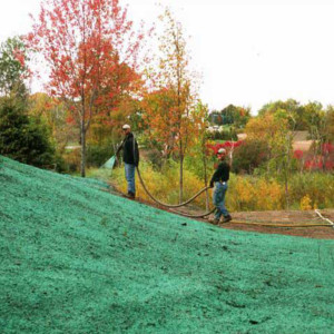 Grass Seed for Terraseeding & Hydroseeding